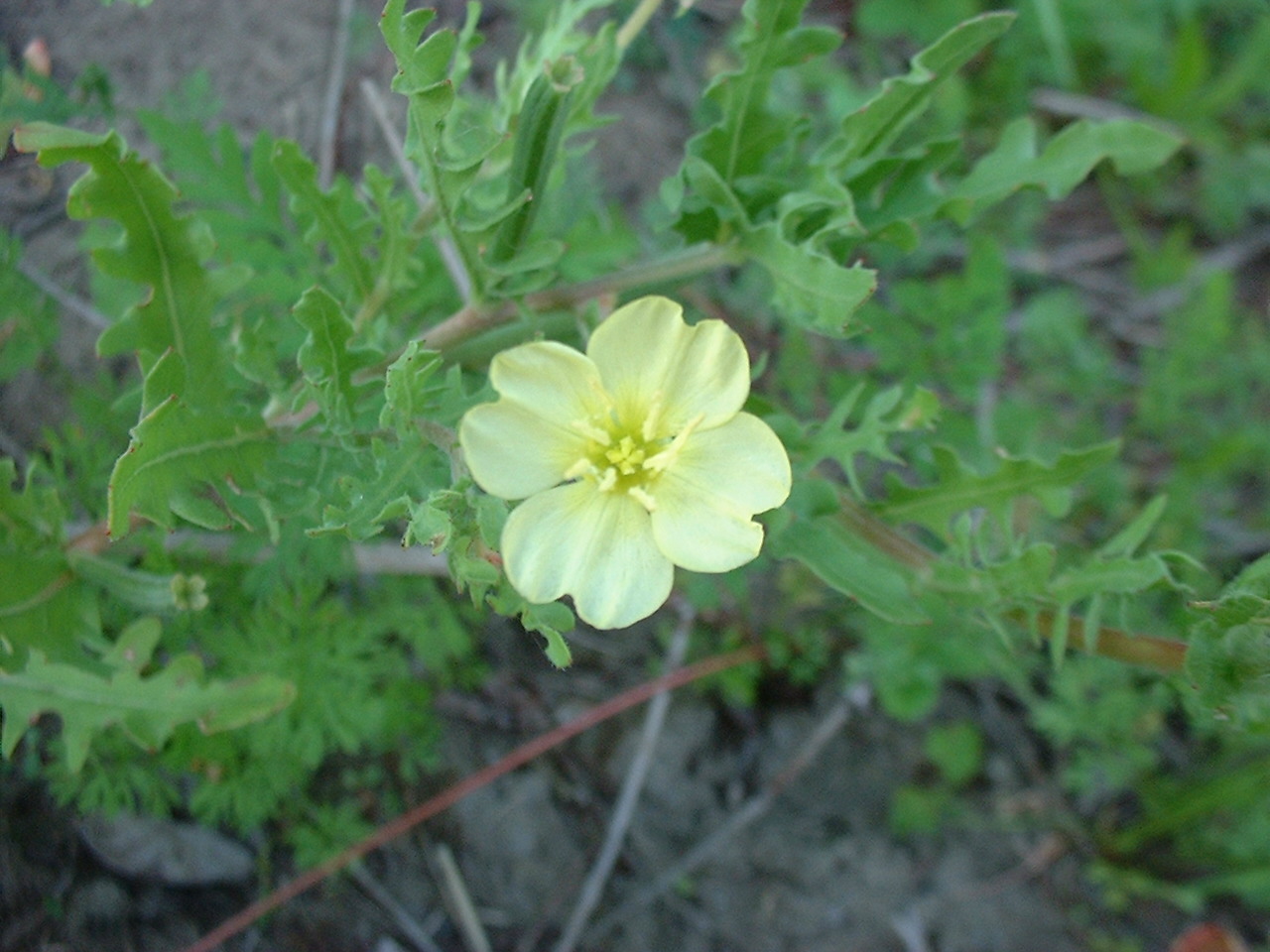 Oenothera laciniata